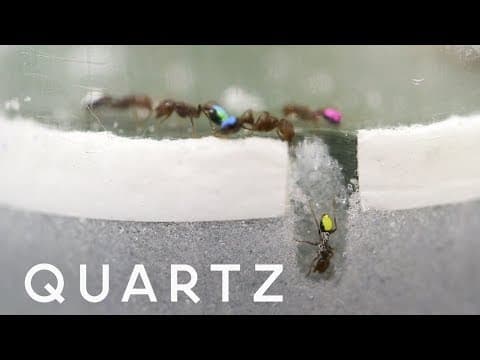 Fire ants can teach robots about teamwork - YouTube
