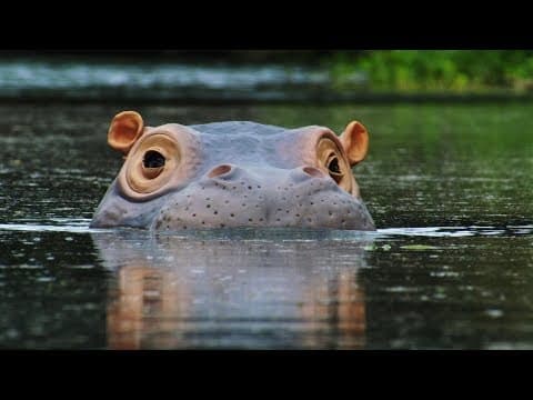 Spy Hippo spies on an underwater hippopotamus spa