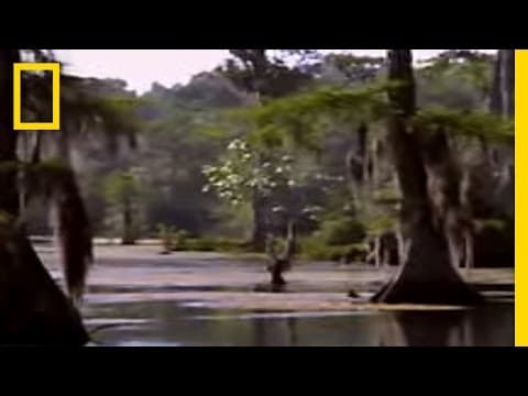 Ice Age People in Florida