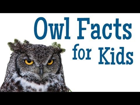 Owl facts for kids