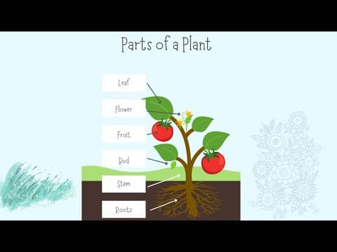 Parts of plants | Different parts of plants | Part of plants and their functions | Parts of a plant