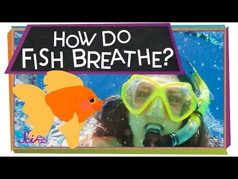 How do fish breathe? - animal science for kids