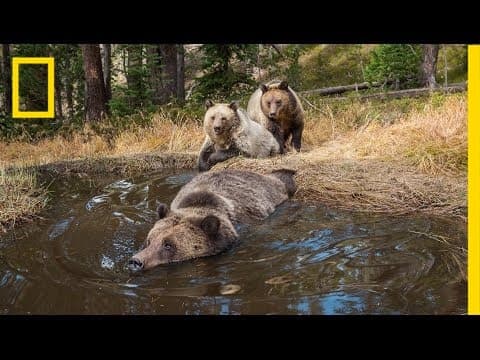 EXCLUSIVE: 'Bear Bathtub' Caught on Camera in Yellowstone