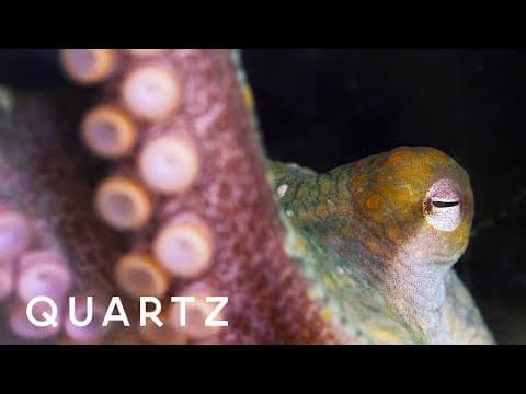 Octopuses and cuttlefish through alien eyes