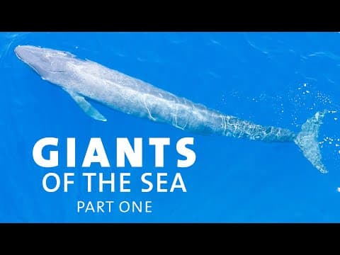How did blue whales get so big.