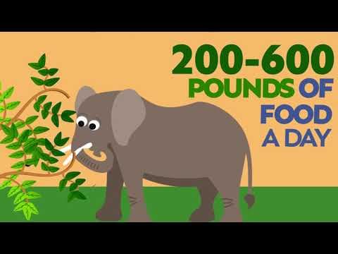 DidYouKnow Ep 015 Elephants FINAL