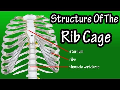 Structure Of The Rib Cage - How Many Ribs In Human Body - What Is The Sternum